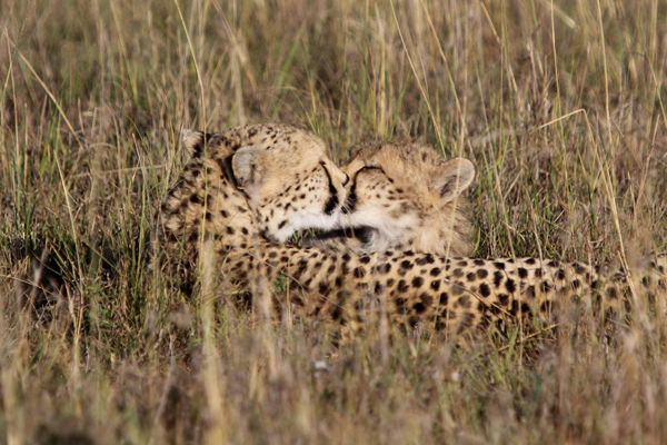 Cheetahs, Masaai Mara